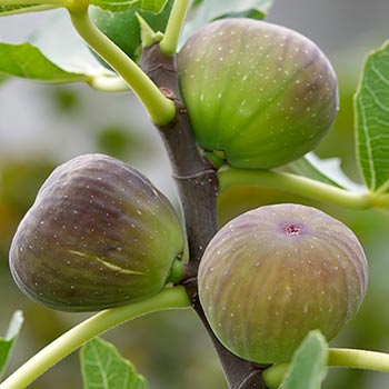 fig treejpg